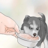 Træning og pasning af din nye siberian husky-hvalp