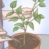 Beskæring af din peberfrugtplante