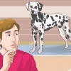 Udklædning som en hund (til cosplay)