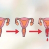 Bestem din mest frugtbare dag for at blive gravid