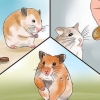 Pas på din syge hamster