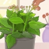 Beskæring af kalanchoe