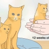 Adskillelse af killinger fra mor kat til adoption