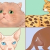 Anerkend katteracer