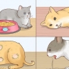 Reduktion af feber hos katte