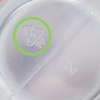 Lim plastik