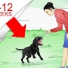 Labrador retriever træning