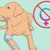 Opdræt af labradorer