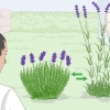 Dyrkning af lavendel i potter