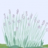 Beskæring af lavendel