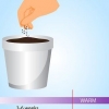 Dyrkning af lavendel fra frø