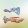 Identifikation af mandlige og kvindelige guppyer