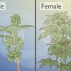 At skelne mandlige cannabisplanter fra kvindelige