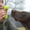 Leger med din hund