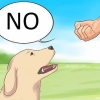 Sig nej til din hund