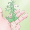 Beskæring af petunia