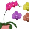 Phalenopsis orkideer (sommerfugleorkideer) pleje