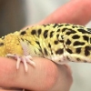 God fornøjelse med din pantergekko