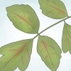 Desarmerende poison oak