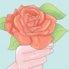 Plantning af roser