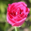 Tørring af rosenblade