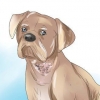 Helbredende skabbe hos hunde