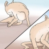 Genkendelse af skabb hos hunde