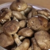 Forberedelse af shiitakes