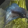 Opdræt af siamesisk kampfisk
