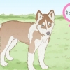 Opdrætter siberian huskies