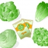Salatplanter