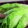Holde salat frisk