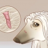 Fjern hudmærker hos hunde