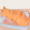 Reduktion af stress hos katte