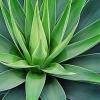 Drikke tequila