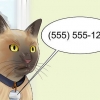 Flytter med en kat