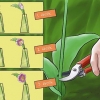 Pasning af friskplukkede tulipaner