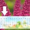 Beskæring af sommerfuglebusk