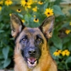 Pasning af en schæferhund