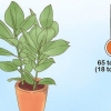 At tage sig af en ficus