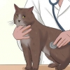 Pasning af en kat med felv