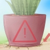 Pleje af en sansevieria