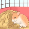 Pasning af hamsterbørn