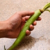 Forbereder wasabi