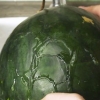 Frysning af vandmelon