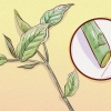 Beskæring af weigela