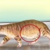 Diagnosticering af orme hos en kat