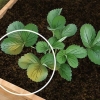 Fix root rot