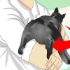 Se om en kat er blevet kastreret
