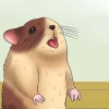 Hold din hamster kølig i varmt vejr